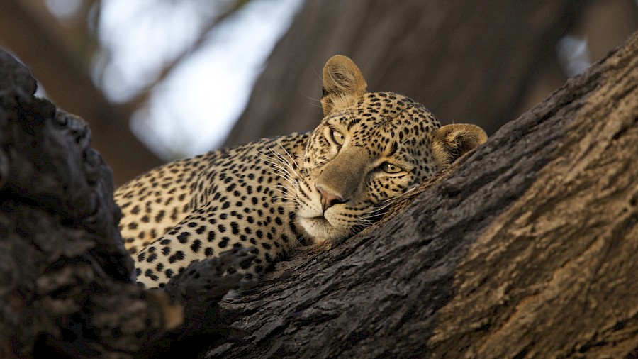 LUXUSREISEN - TRAVEL IN LUXURY_LUXURY SAFARIS**OUT OF AFRICA