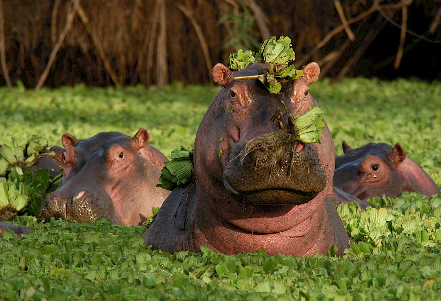 LUXUSREISEN - TRAVEL IN LUXURY  AFRIKA_LUXUS SAFARIS TANSANIA