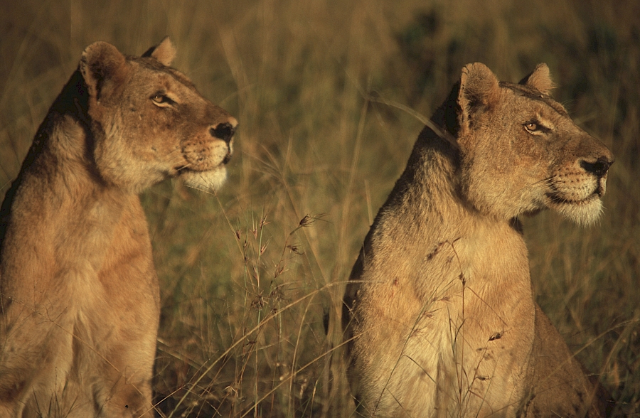 LUXUSREISEN - TRAVEL IN LUXURY  AFRIKA_LUXUS SAFARIS TANSANIA