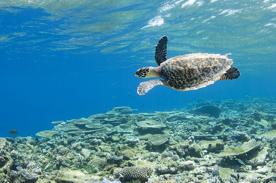 LUXUSREISEN - TRAVEL IN LUXURY_LUXURY DIVING