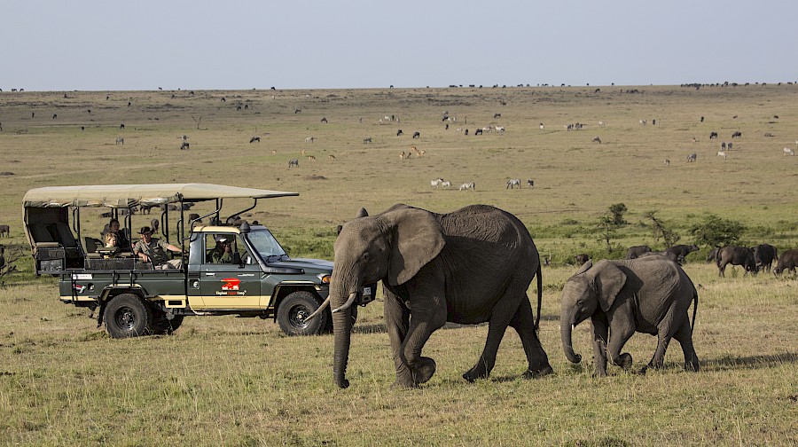 LUXE REIZEN  - TRAVEL IN LUXURY - LUXURY IS TRAVELLING  KENIA_LUXE SAFARIS KENIA**ELEPHANT PEPPER, ELEWANA COLLECTION, MASAI MARA